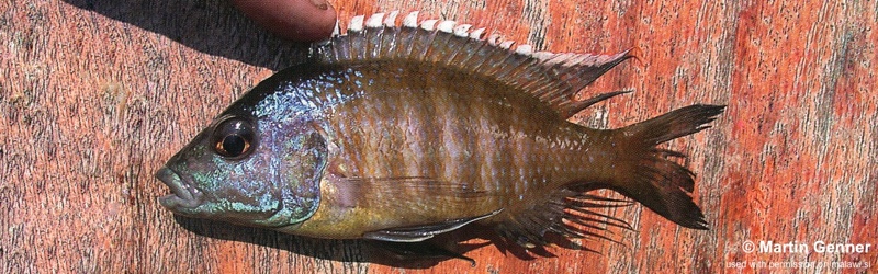 Placidochromis sp. 'blue-head piper' Chembe Beach